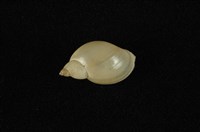 藏品(臺灣椎實螺)的圖片